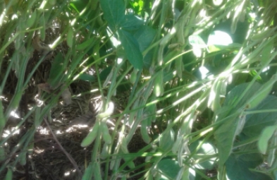 Fazenda para venda em Invinhema